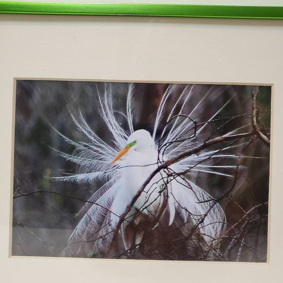 Framed Egret Photograph Print, signed Paulette Thomas, Matted, Bird Art - Picture 2 of 7